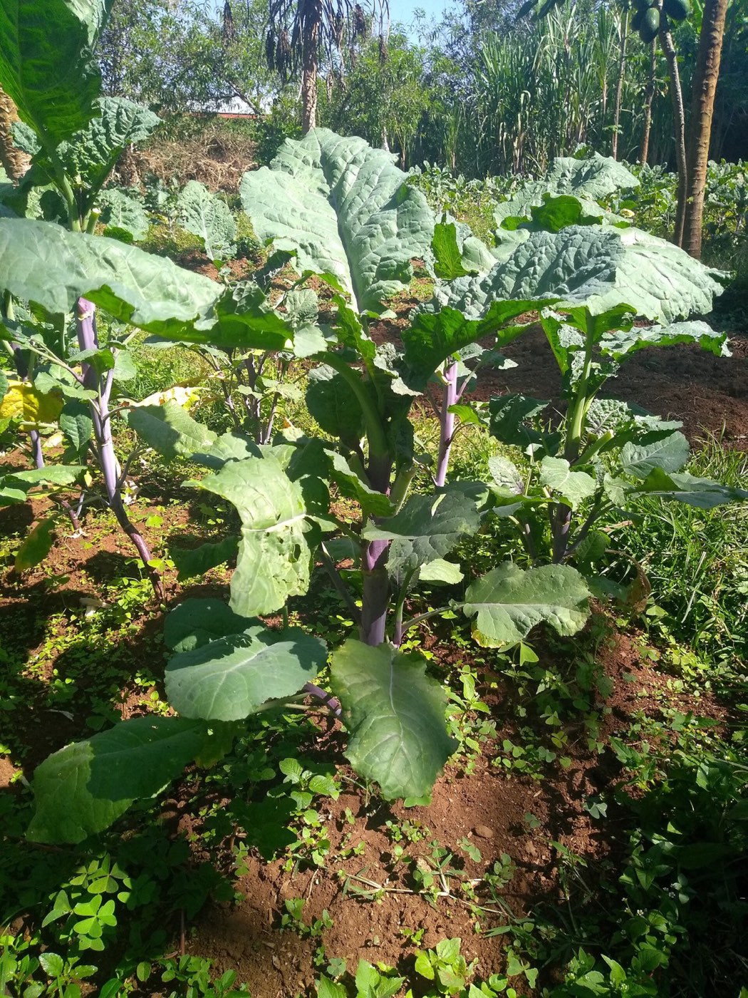 Habesha gomen (Ethiopian kale) growing in a garden