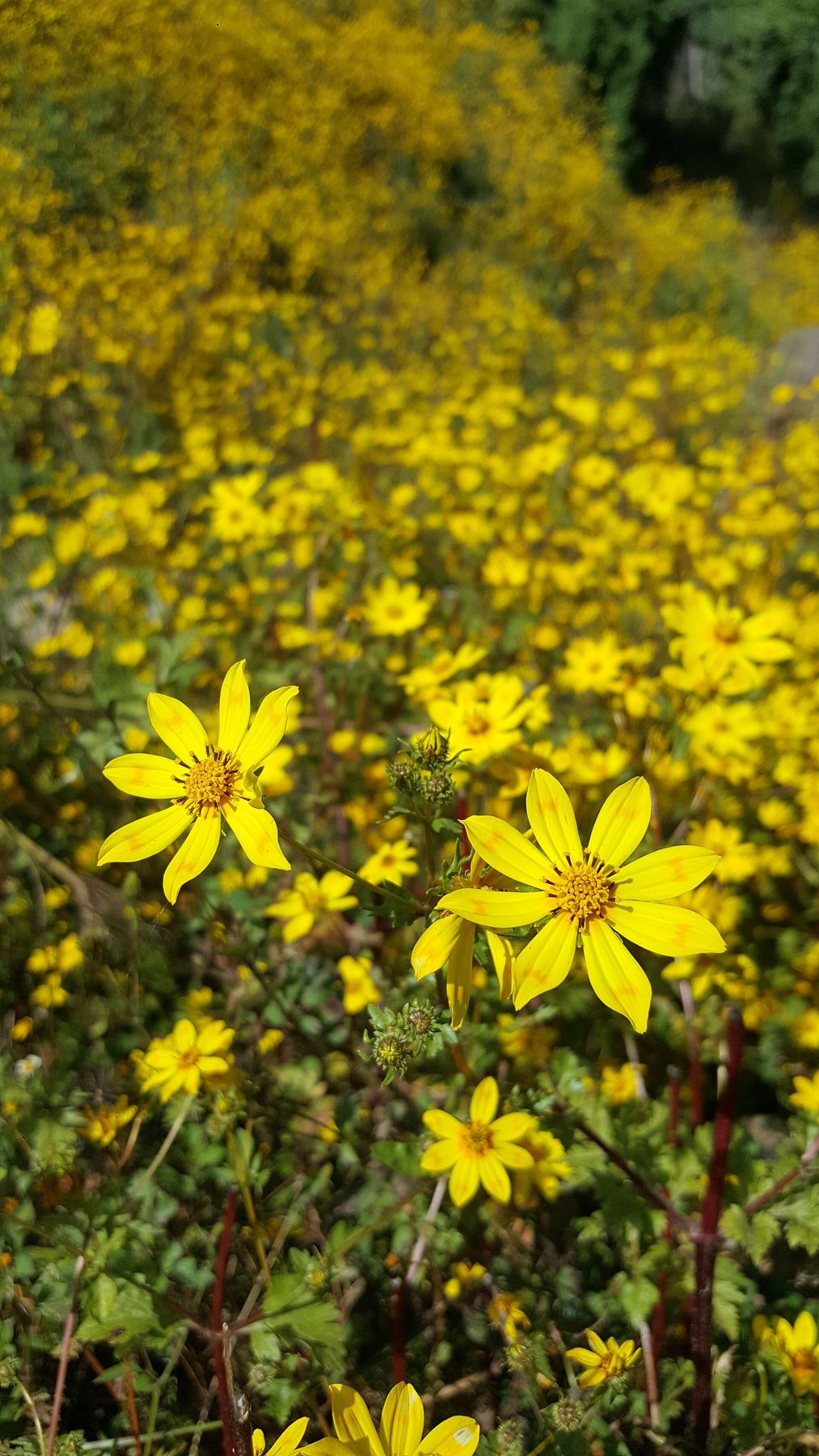 Adey abeba, the yellow flowers that bloom for the Ethiopian New Year